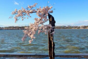 Stumpy lives! Iconic Tidal Basin cherry tree's little ones take root