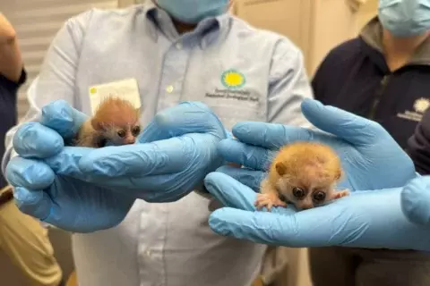 National Zoo celebrates birth of 2 pygmy slow lorises, an endangered species