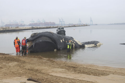 Endangered right whale found in Virginia Beach dies after a collision with a ship