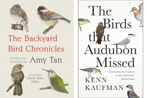 Book Review:  Novelist Amy Tan shares love of the natural world in ‘The Backyard Bird Chronicles’