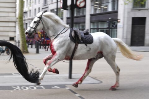 British Army says horses that bolted and ran loose in central London continue ‘to be cared for’