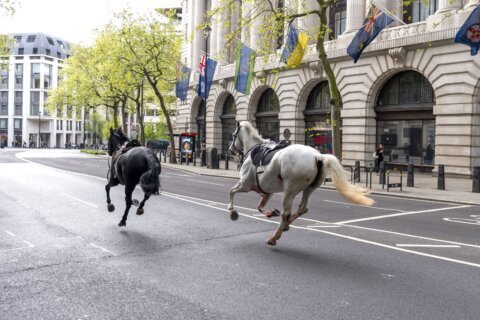 London police contain 2 horses loose in the city.  Several more believed to be on the run too