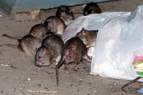 How brown rats crawled off ships and conquered North American cities
