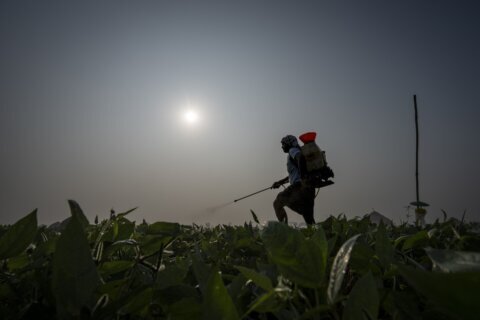 Farmers in India are hit hard by extreme weather. Some say expanding natural farming is the answer