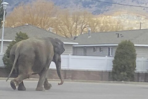 A vehicle backfiring startled a circus elephant into a Montana street. She still performed Tuesday
