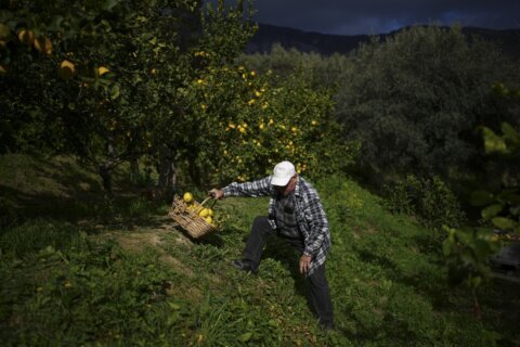 On French Riviera hillsides, the once-dominant Menton lemon gets squeezed by development