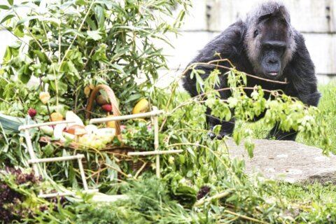Berlin zoo celebrates the 67th birthday of Fatou, believed to be the world’s oldest gorilla
