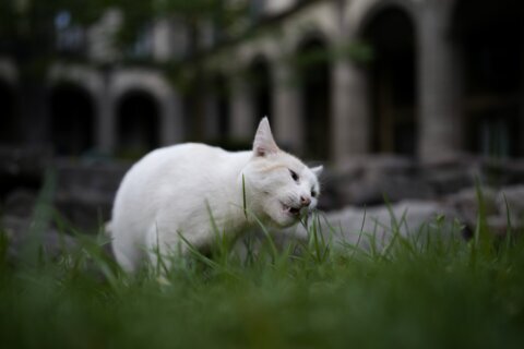 A new declaration in Mexico gives 19 cats roaming the presidential palace food and care fur-ever