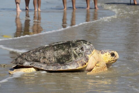A new report says Mexico has abandoned protection of loggerhead sea turtles