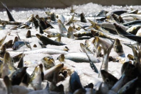 Fed plan to rebuild Pacific sardine population was insufficient, California judge finds