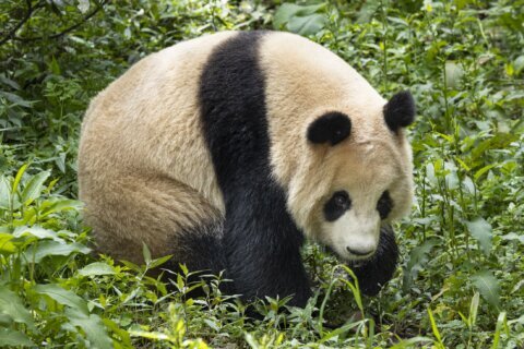 Pair of giant pandas on their way from China to San Diego Zoo under conservation partnership