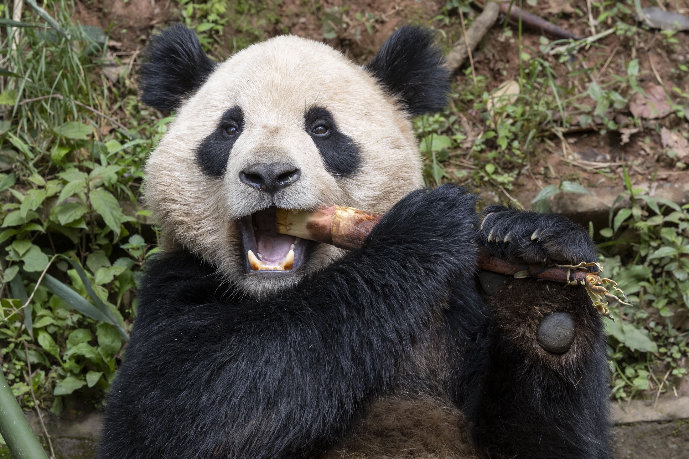 Pair of giant pandas set to travel from China to San Diego Zoo under