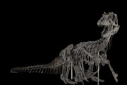 Smithsonian's dinosaur skeleton in DC is scientific standard for prehistoric predator