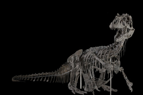 Smithsonian’s dinosaur skeleton in DC is scientific standard for prehistoric predator