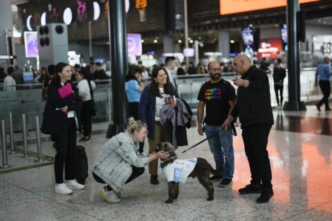 Istanbul airport provides anxious travelers with paw-sitive experience by hiring 5 therapy dogs