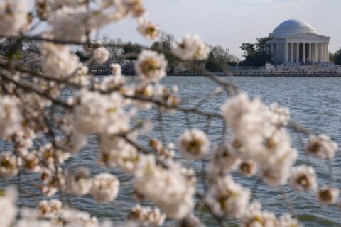 Japan is giving Washington 250 new cherry trees to replace those to be lost in construction work