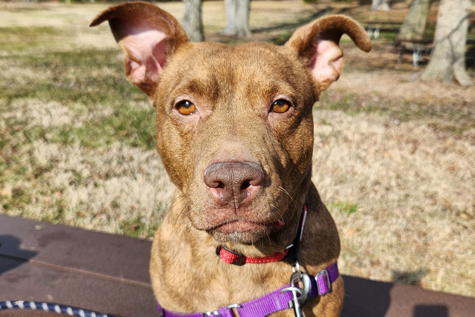 <p>Meet Gala!</p>
<p>Gala is a gentle girl in need of reassurance and kindness. She is so SWEET, but her confidence is hiding. Gala was a stray dog, so we don&#8217;t know her backstory. Everyone at the Humane Rescue Alliance has been fussing over her, and we are winning her heart with yummy treats and gentle conversation. She would love a home with a family that will help her blossom!</p>
<p>And speaking of &#8220;blossoming,&#8221; a volunteer who recently took Gala out of the shelter for a morning adventure said, “While the shelter makes her nervous, the moment you get away from the hubbub, she&#8217;s a different dog. She’s adventurous (hello, car rides!), loves to sniff, finds perfect sticks and asks for belly scratches. She could use a home that will show her the world isn&#8217;t so scary and give her a safe place to come out of her shell.”</p>
<p>To learn more about Gala and how to add her to your family, visit <a href="http://www.humanerescuealliance.org/adopt" target="_blank" rel="noopener">www.humanerescuealliance.org/adopt</a>.</p>
