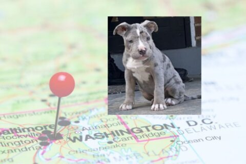 Police: Puppy, property stolen in Northwest DC home burglary