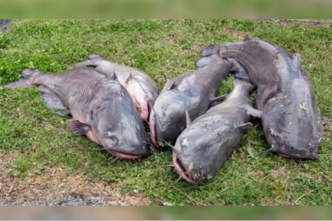 ‘They’re everywhere’: Maryland seeks to reduce supply of tasty, invasive blue catfish