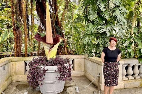 Get a whiff of this: Endangered corpse flower blooms in US Botanic Garden