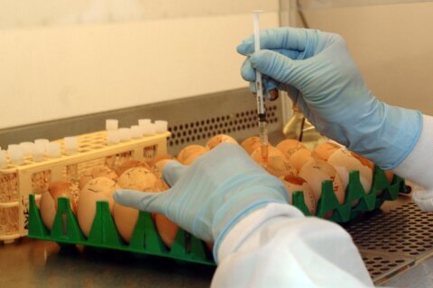 El virus de la gripe aviar está en la leche pasteurizada; autoridades afirman que es segura