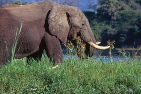 Elephant attack during safari kills 80-year-old American tourist in Zambia