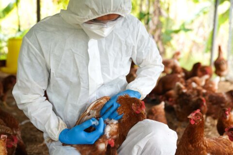 Reportan caso de persona con gripe aviar en Texas; el primero en el país en dos años