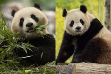 WATCH: New National Zoo pandas are on a roll