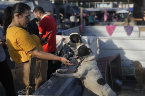 Inside a makeshift shelter saving hundreds of dogs from floods in southern Brazil