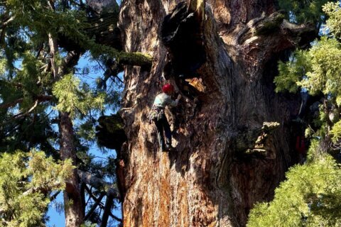 General Sherman passes health check but world’s largest trees face growing climate threats