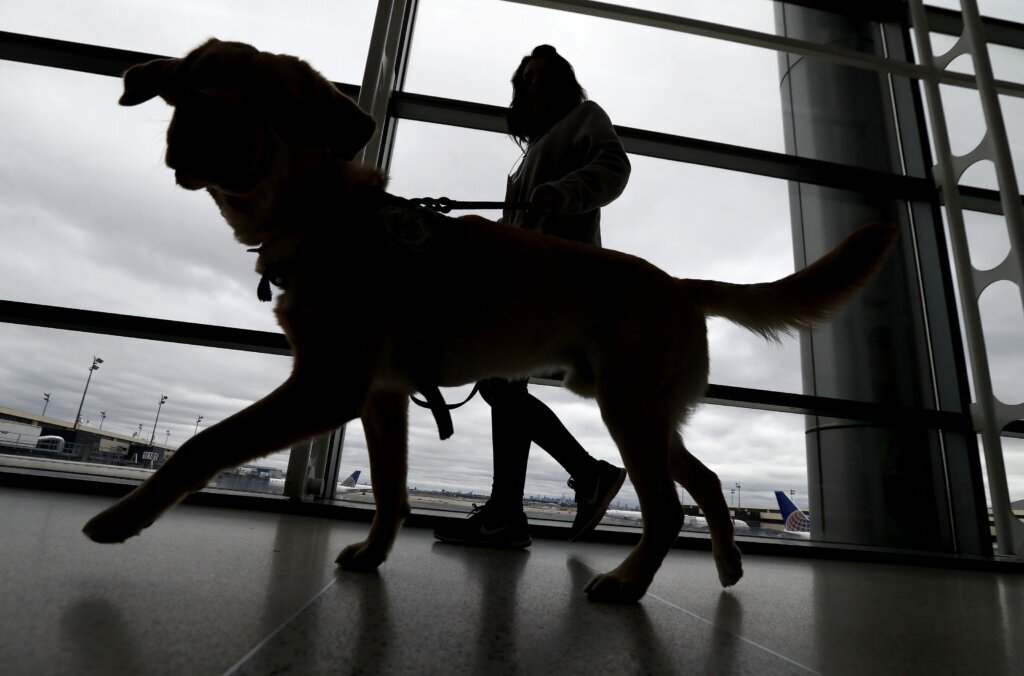 Dogs entering US must be 6 months old and microchipped to prevent spread of rabies, new rules say