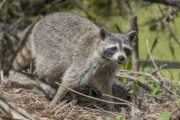 Rabid raccoon found in College Park for 2nd time in the past month