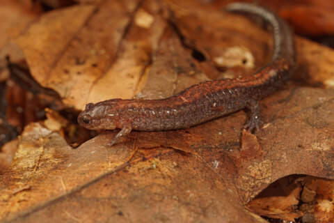 Should this salamander be the District’s official amphibian?