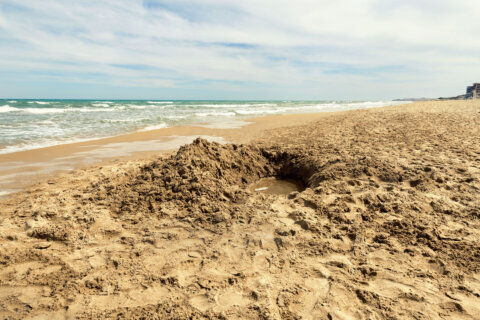 ‘Digging your own grave’: Maryland lifeguards warn of the hidden danger of beach sand