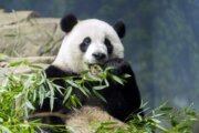 National Zoo panda program gets $10M donation from billionaire DC philanthropist