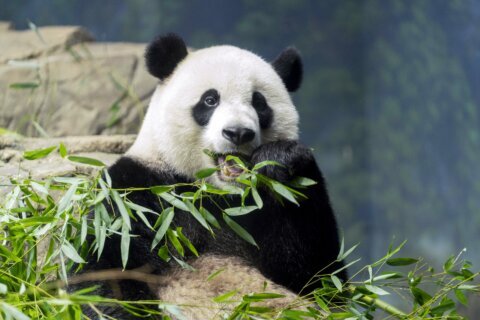 National Zoo panda program gets $10M donation from David Rubenstein