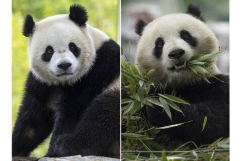 When can we expect the new National Zoo pandas to bear cubs?