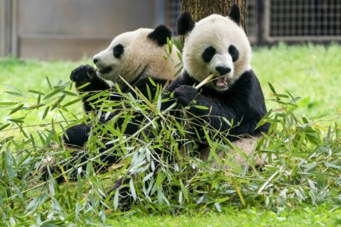 2 new giant pandas are returning to Washington’s National Zoo from China by the end of the year