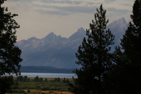Grizzly that mauled hiker in Grand Teton National Park won’t be pursued