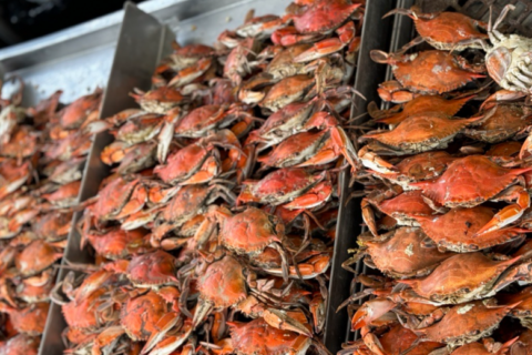 Memorial Day weekend offers chance to shake up summer crab recipes