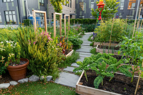 Tips on planting your summer garden from a DC-area expert