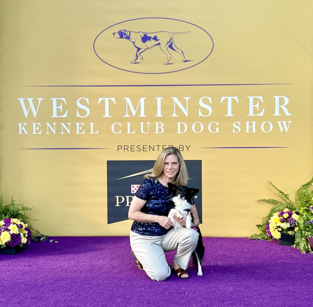 Maryland Border Collie mix ‘Nimble’ steals the show at Westminster’s dog agility competition