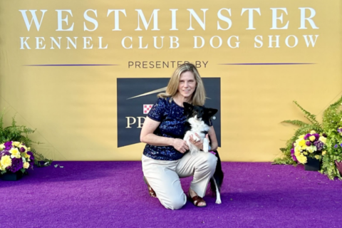 Maryland Border Collie mix ‘Nimble’ steals the show at Westminster’s dog agility competition