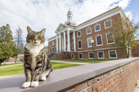 A college puts the ‘cat’ into ‘education’ by giving Max an honorary ‘doctor of litter-ature’ degree