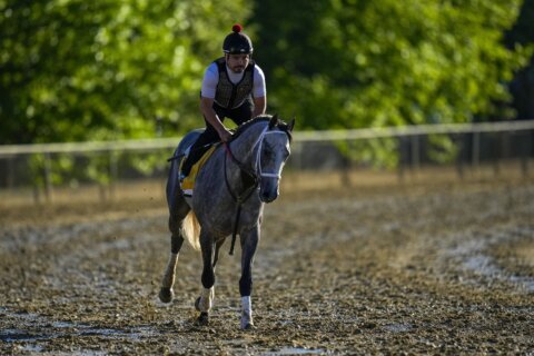 Seize the Grey draws inside post for the Belmont. Derby runner-up Sierra Leone is favored