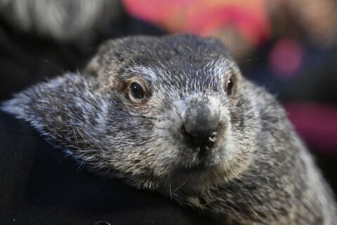 Punxsutawney Phil’s babies are named Shadow and Sunny. Just don’t call them the heirs apparent