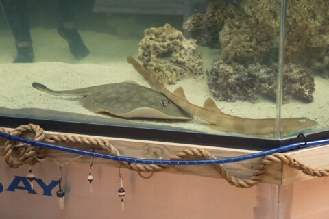 A pregnant stingray with no male companion now has a ‘reproductive disease,’ aquarium says