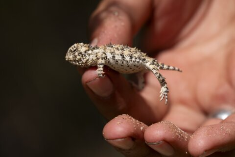 New endangered listing for rare lizard could slow oil and gas drilling in New Mexico and West Texas