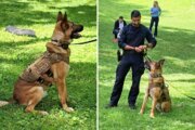 'The ultimate working dog': Montgomery Co. K9s with Czech heritage make embassy appearance