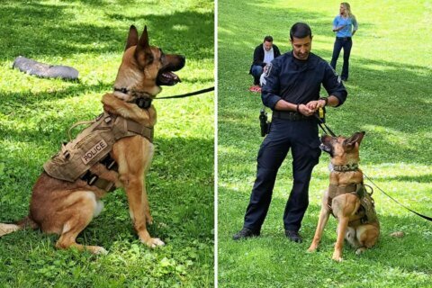 ‘The ultimate working dog’: Montgomery Co. K9s with Czech heritage make embassy appearance